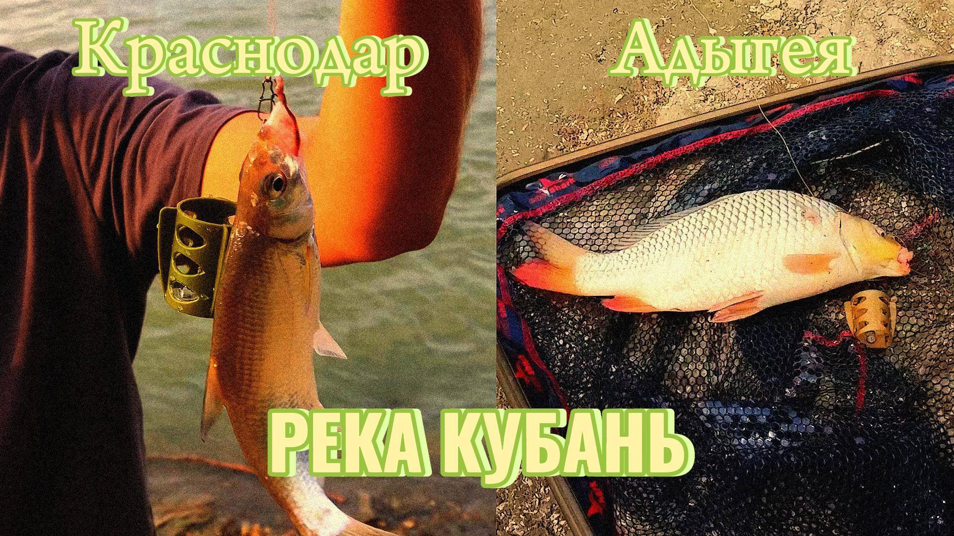 ПОЙМАЛИ ДИКОГО САЗАНА! КУБАНЬ УПАЛА! У кого клёв лучше?