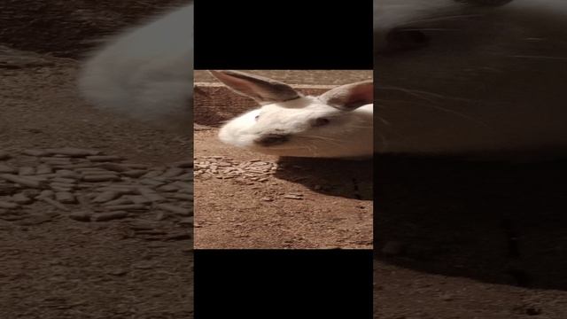 Video_20231129_164847.mp4