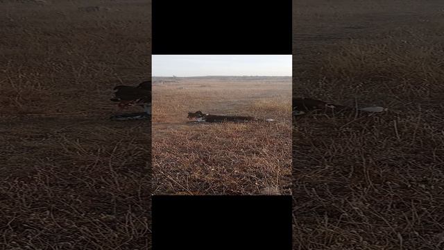 подруга Дина