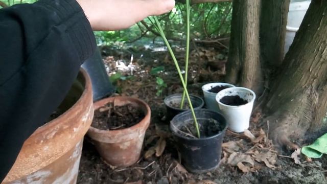 Coltivare L'aglio (monobulbo) ·· #3 ·· Gli Agli Sono Cresciuti E Non Resta Che Piantarli