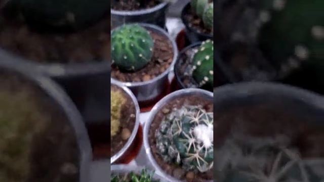 Обзор моих кактусов. Как растут, как цветут.