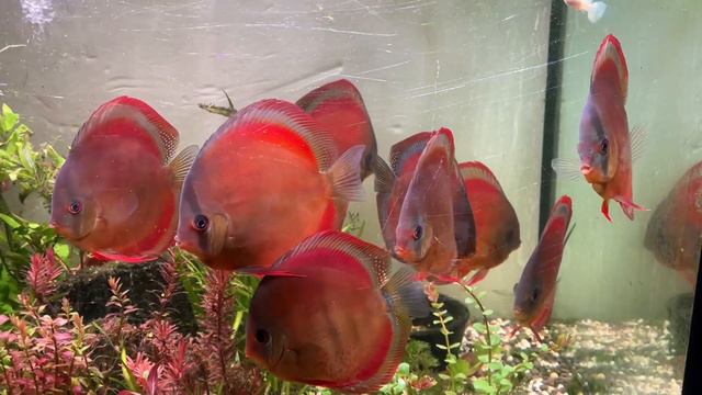 Rose Red Blue Rim Cover Discus In Planted Tank #discus