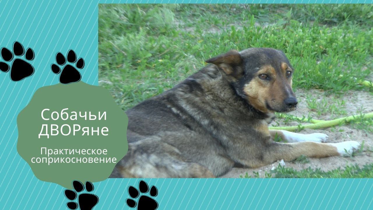 Собачьи ДВОРяне. Практическое соприкосновение