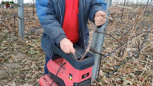 Виноград в теплице зимой , работы продолжаются !!!