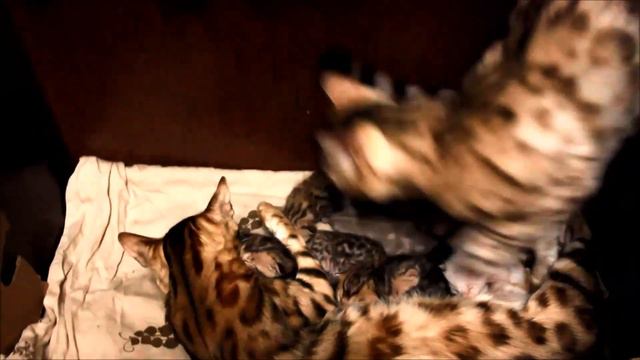 Папа бенгальский кот проведал маму кошку и семеро котят