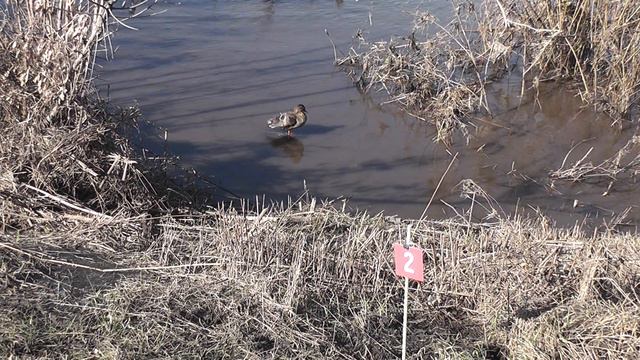 Елецкая подсадная 18.03.2023 - утка сектор №2