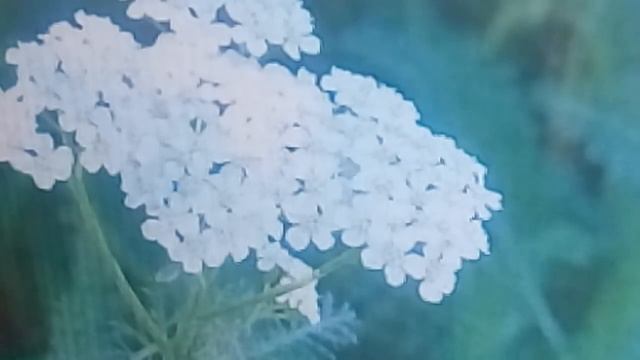 ПРОСТО ЗА 30 МИН ДО ЕДЫ ПЕЙ ЭТО И ПОМОЩЬ ПОДЖЕЛУДОЧНОЙ ЖЕЛЕЗЕ - НЕТ РАКА 24.06.2021