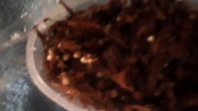 Улитка отложила яйца!!!