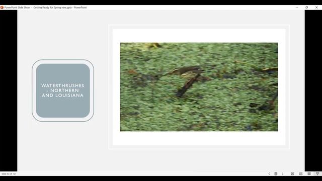 Getting Ready For Spring Birding In Louisiana - 2023