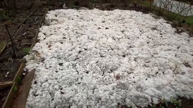 Harvest calendar day 20: It’s WELSH onion - not spring onion ?