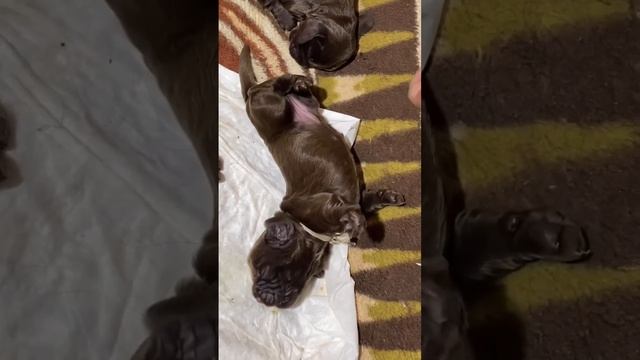 Щенки английскийкого кокер спаниеля. #английскийкокерспаниель #лаккиибетти