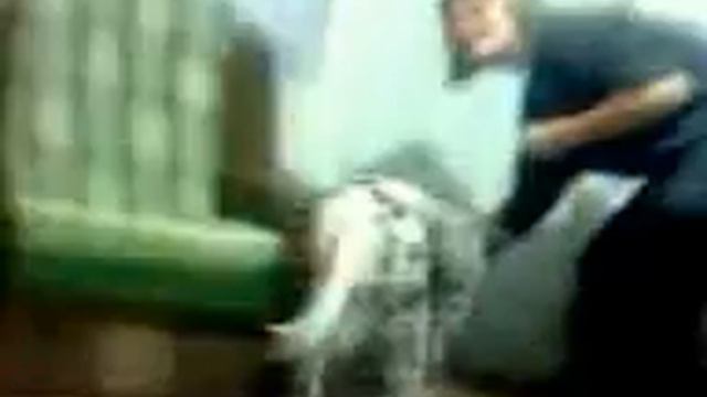 Далматинцы легко обучаемы