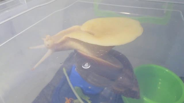 Улитка Зери гуляет вниз головой) ахатина