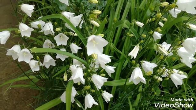 Бяла Кампанула