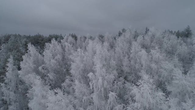 Dog Relaxation Music: 4 Hours Of Calming Music For Your Puppy.