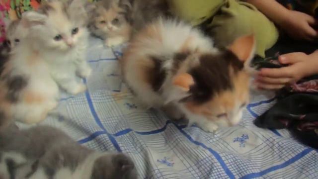котята манчкин.манчкин Munchkinkitten