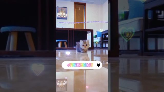 Приветики-Пистолетики