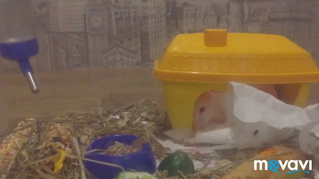 Хомяки джунгарики.Сюрприз от Зефирки