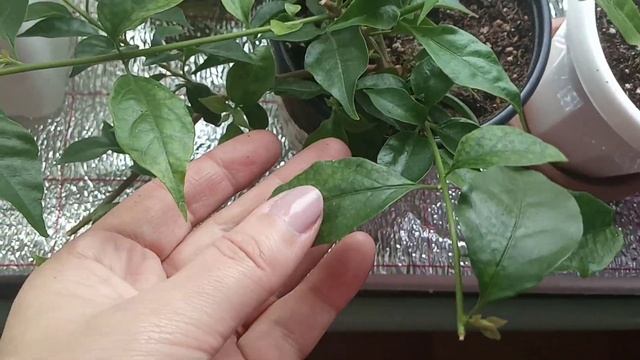 Комнатные цветы в марте| Обзор подоконника| 2часть