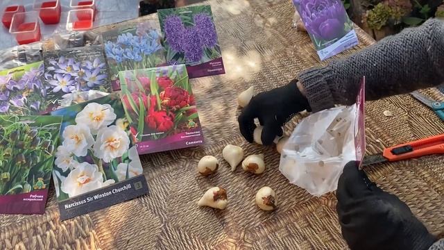 Посадка тюльпанов в контейнеры.  В предвкушении весны!!!