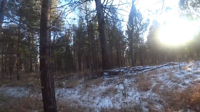 ОХОТА НА ГЛУХАРЯ