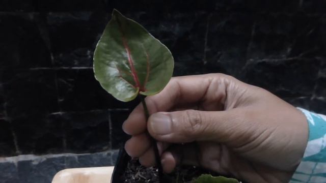 HARGA CALADIUM SYNGONIUM ANTHURIUM Part 7