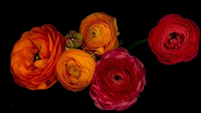 E.Lev.Ordinary Color Dream.mp4