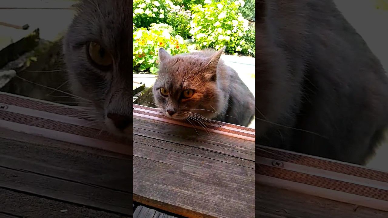 Cats are talking  #cat #chat #gato #katze #kedi #straycats #кошка