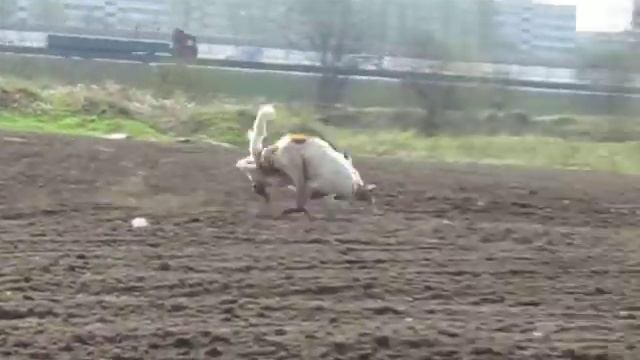 Борзые Царица Удача и Добролюба