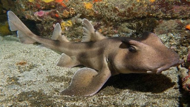 Акулы-древнейшие рыбы планеты.mp4