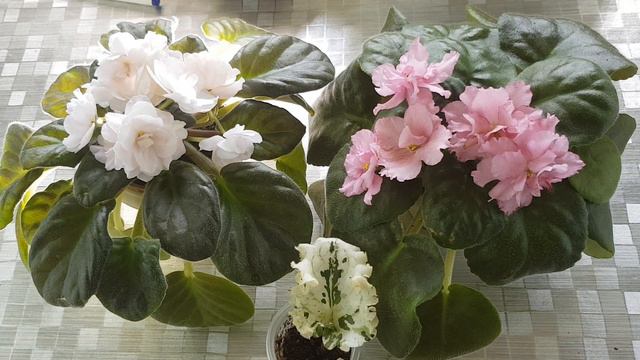 5d8c38ef9aef872e4676e967aed9997b