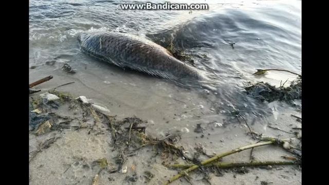 Матырское водохранилище. Проблемы экологии водоёма..mp4