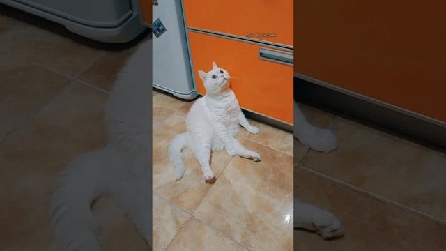 Котик забыл, когда кушал
