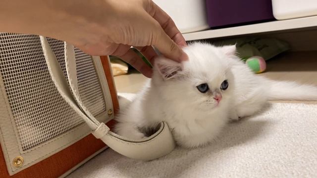 [SUB]VLOGㅣ아기 고양이와 초보 집사의 첫 만남ㅣ일상 브이로그