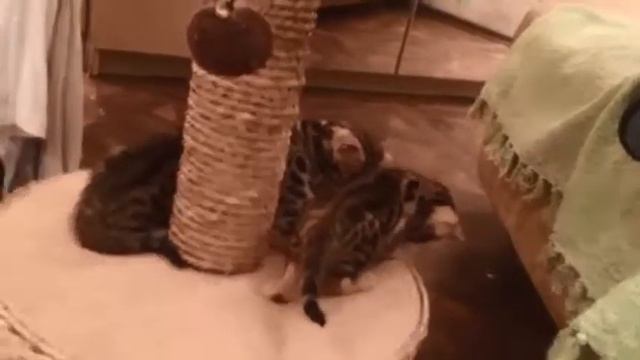 бенгальские котята играют возле домика