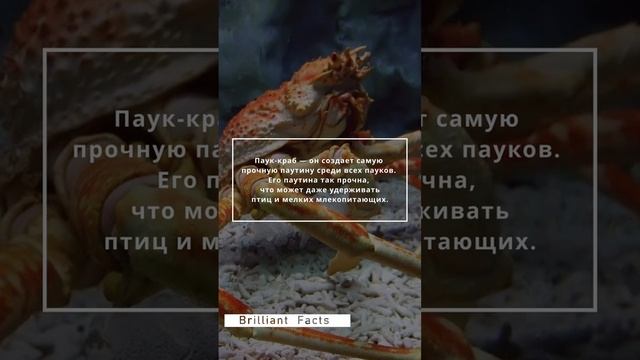 Какой паук создает самую прочную паутину?