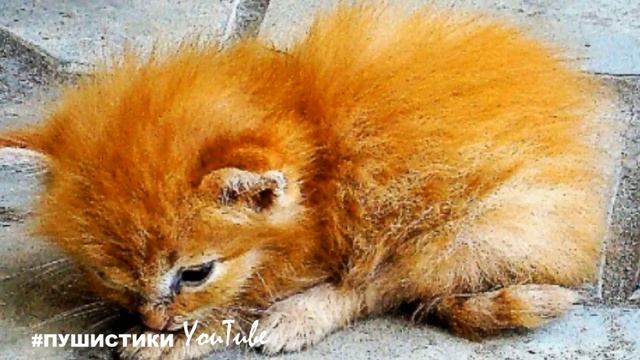 -Нам этот УРОД не нужен! ЗАБИРАЙТЕ!  Малыша засунули в коробку и выбросили на мусорку