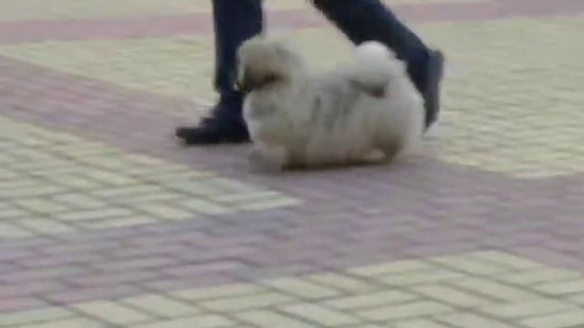 ZOLOTOY KROKUS BLUMCHEN (4.5 м.) Блюмка