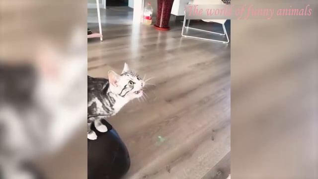 Ржал целый час_ приколы с котами_ приколы с собакам.