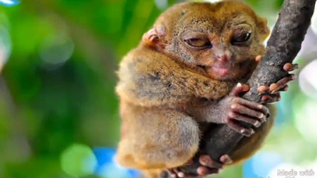 ОЧЕНЬ СТРАННЫЙ И МИЛЫЙ ЗВЕРЕК!!! СМОТРЕТЬ ВСЕМ!!!