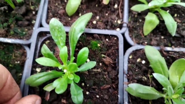 Как произвести формирование ампельной петунии и других растений