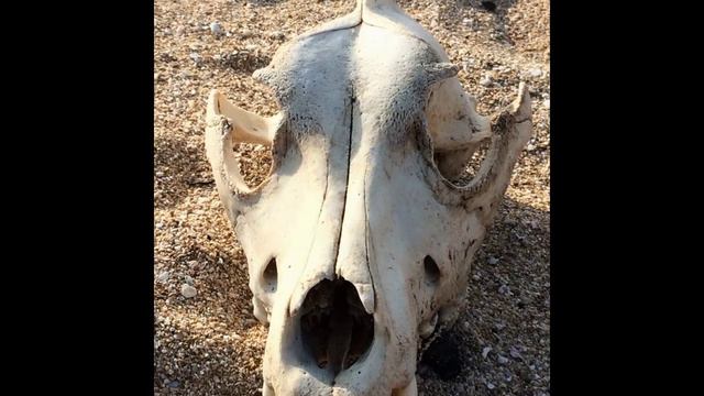 The Beauty Of Achziv National Park, North Israel.