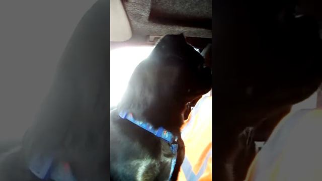 Пти-брабансон скучает, хозяйки нет 5 минут