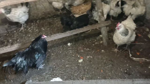 Обзор хозяйства, двор √2