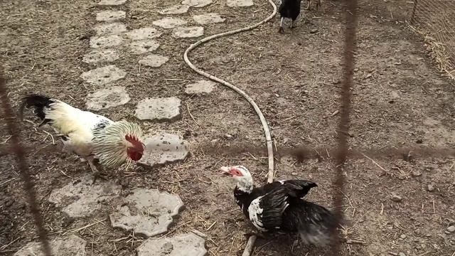 ИНГУШЕТИЯ/ ВСЕХ МУСУЛЬМАН ПОЗДРАВЛЯЮ СО СВЯЩЕННЫМ ПРАЗДНИКОМ УРАЗА-БАЙРАМ/ АЛЛАХ1У АКБАР