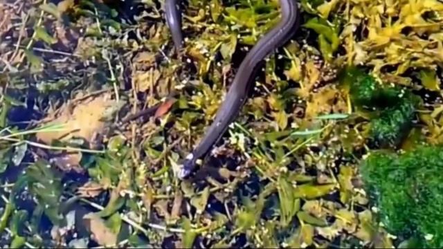 Парень кормил рыб как вдруг из воды появилось ЭТО. Я бы не УСТОЯЛ на ногах на его месте!