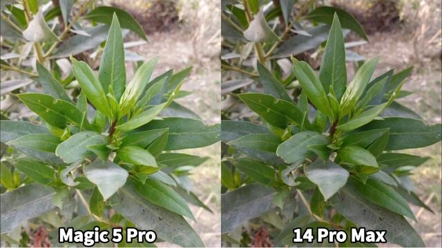 Honor Magic 5 Pro Vs IPhone 14 Pro Max Camera Comparison