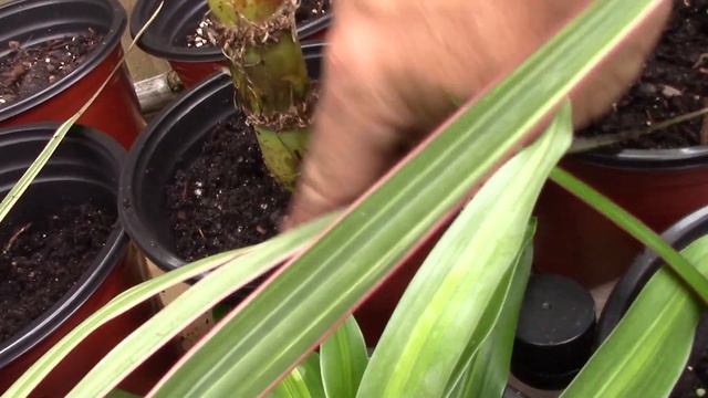 How To Grow Florida Green Chewing Cane In Your Yard