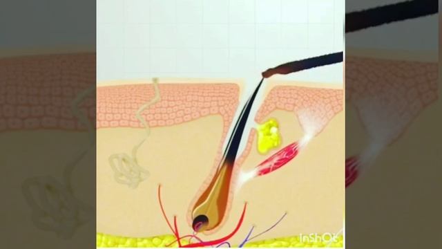 Рост ресниц