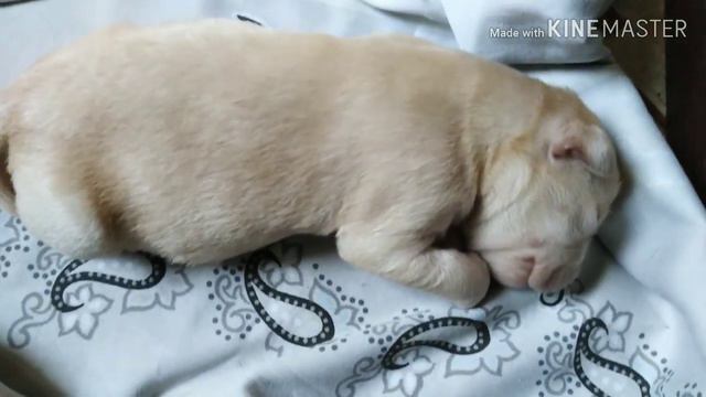 Лабрадеткам 7 дней😍